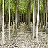 Aspen Tree Farm